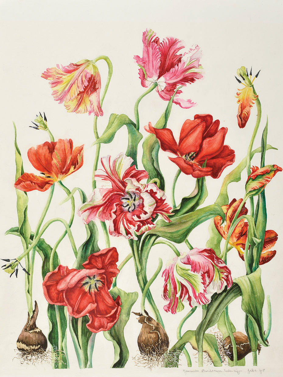 Tulips