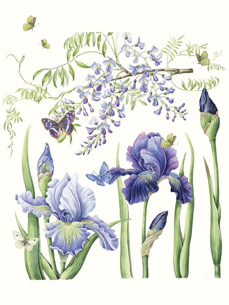 Iris & Wisteria