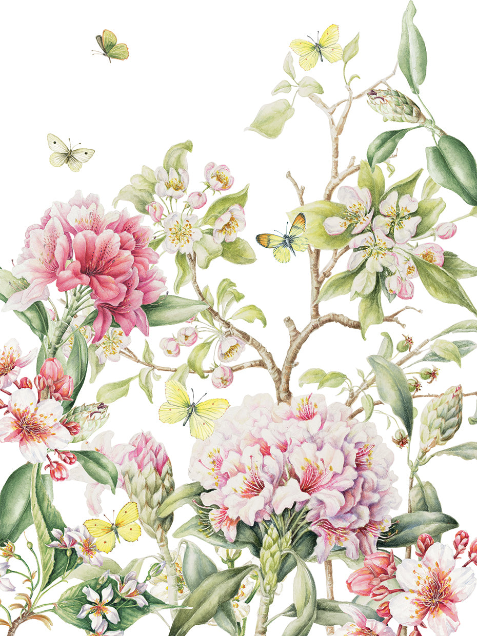 Rhododendron