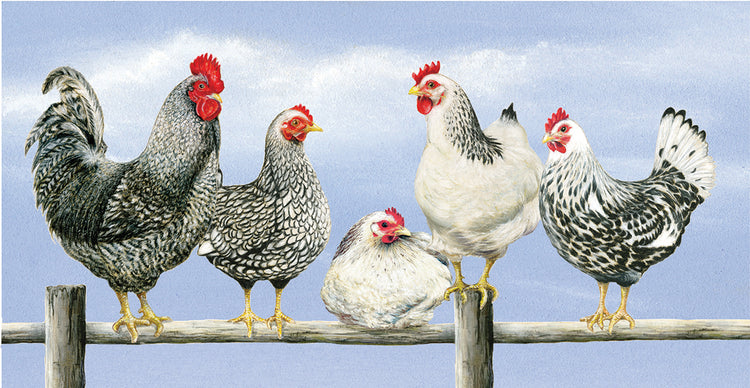 Black & White Hens 1