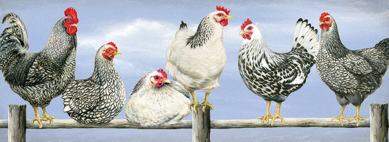 Black & White Hens 2