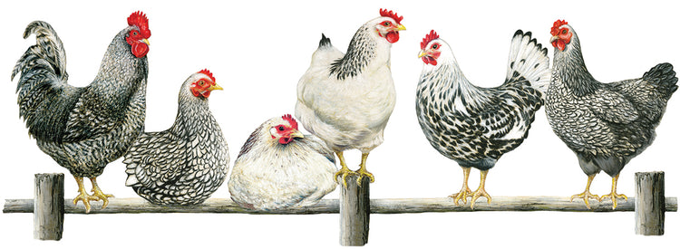 Hens, White Background