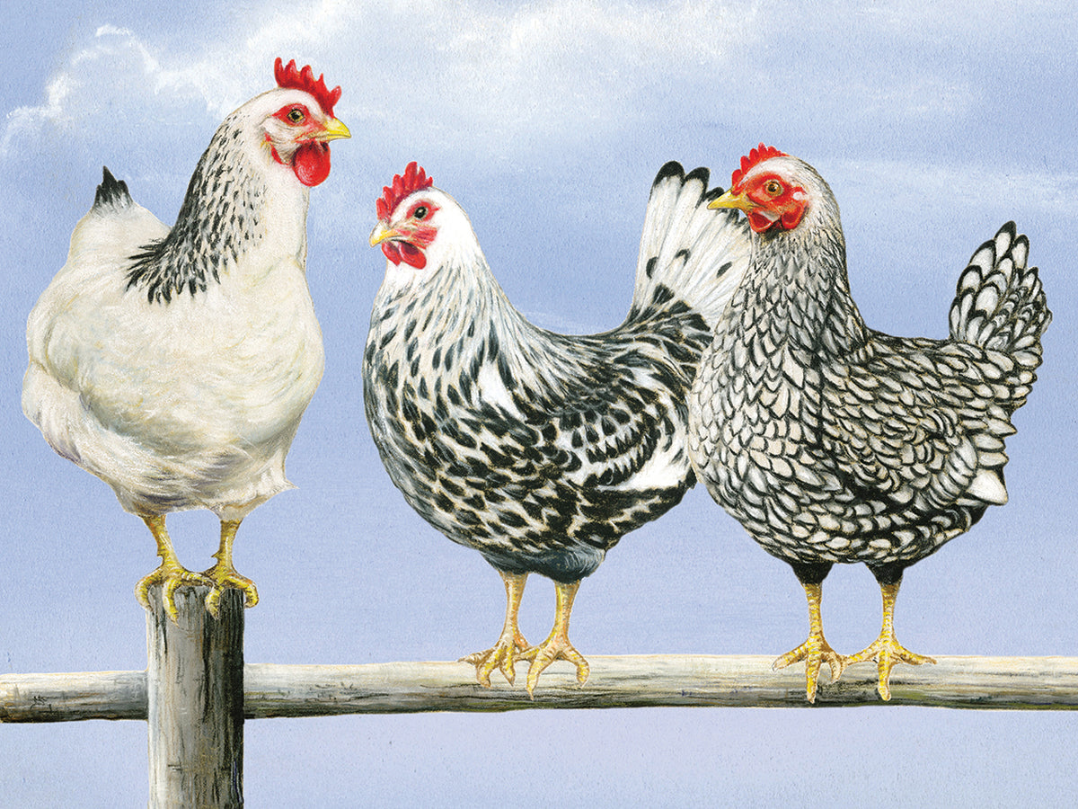 Three Black & White Hens