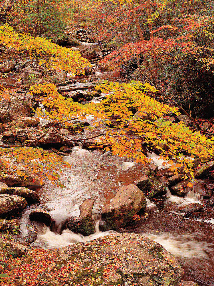 Middle Prong, Treemont