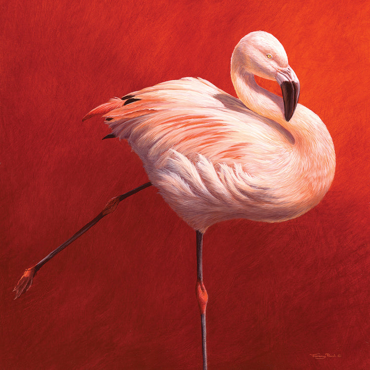 Flame Bird Flamingo