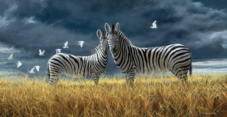 Coming Of Rain Zebra