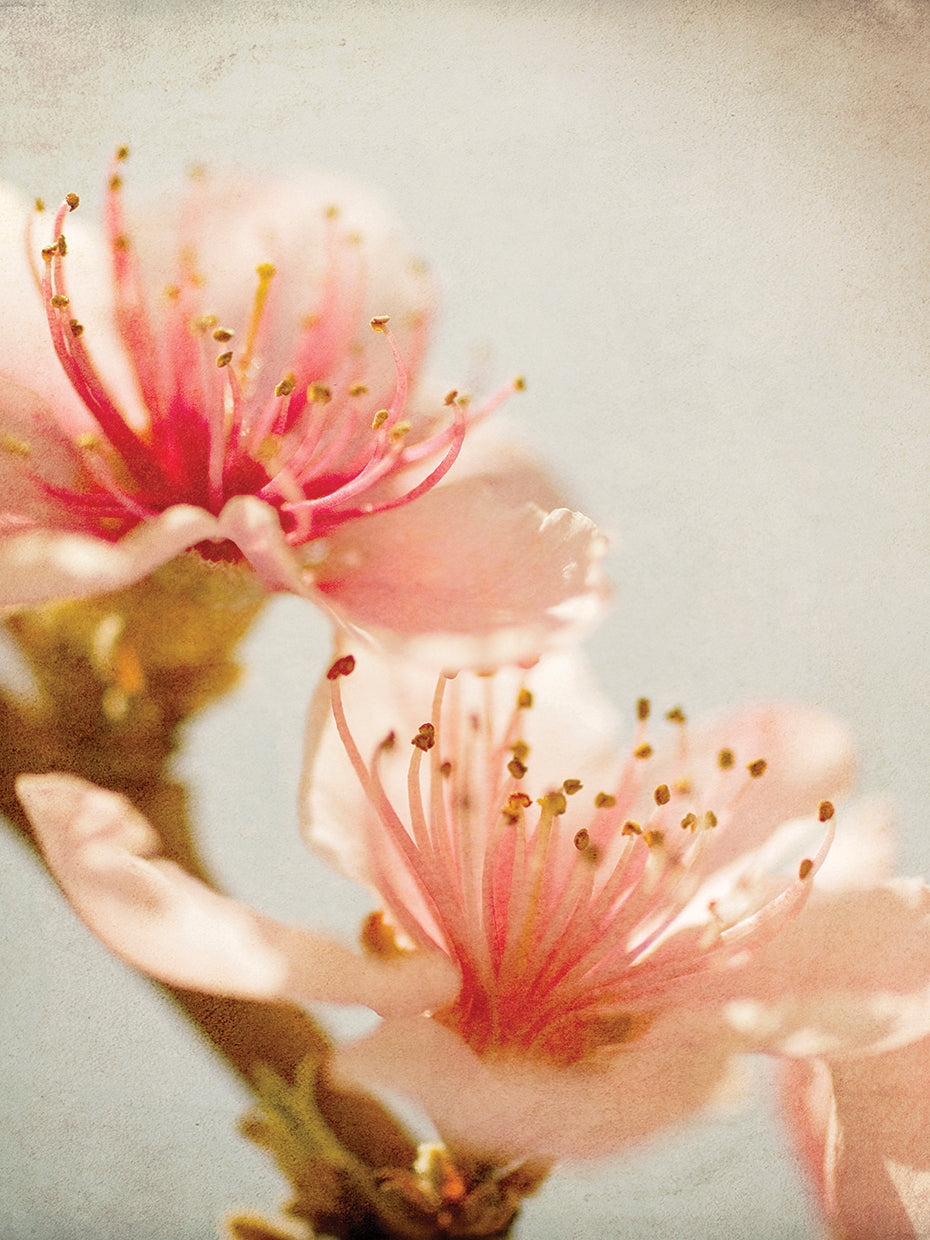 Spring Whispers 1