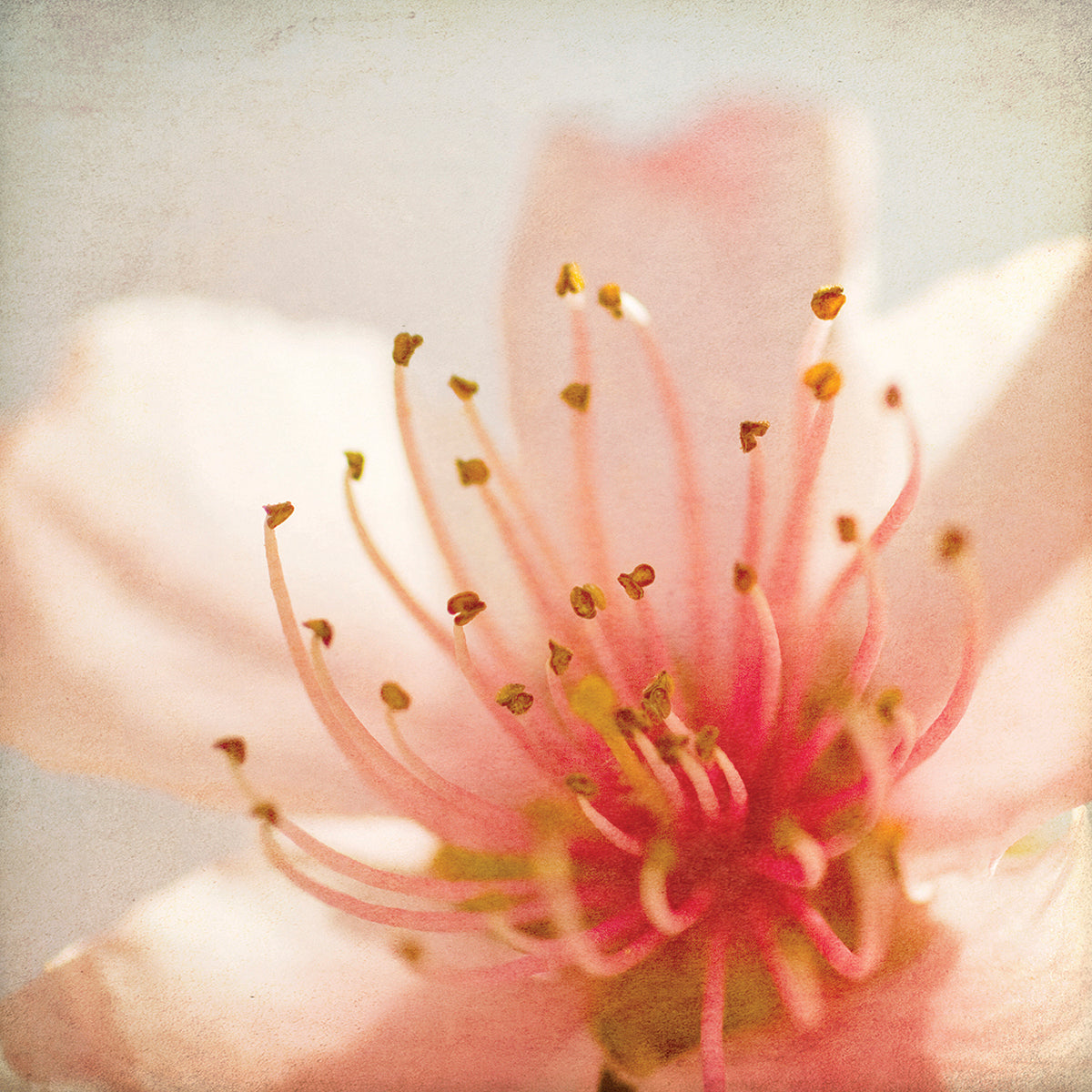 Spring Whispers 3