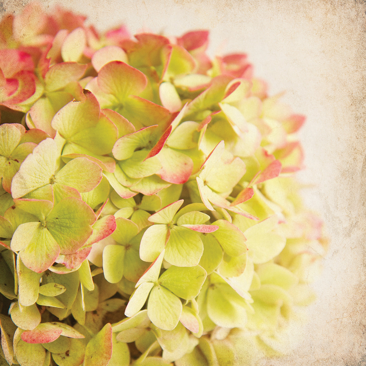 Hydrangea 1
