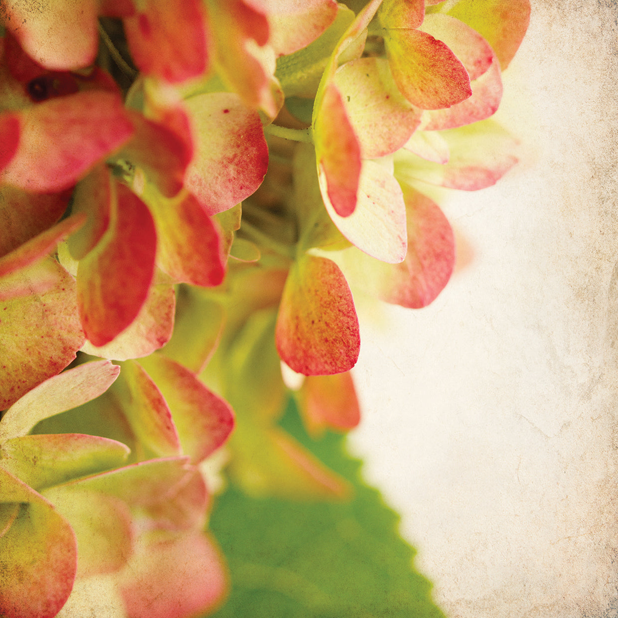 Hydrangea 2
