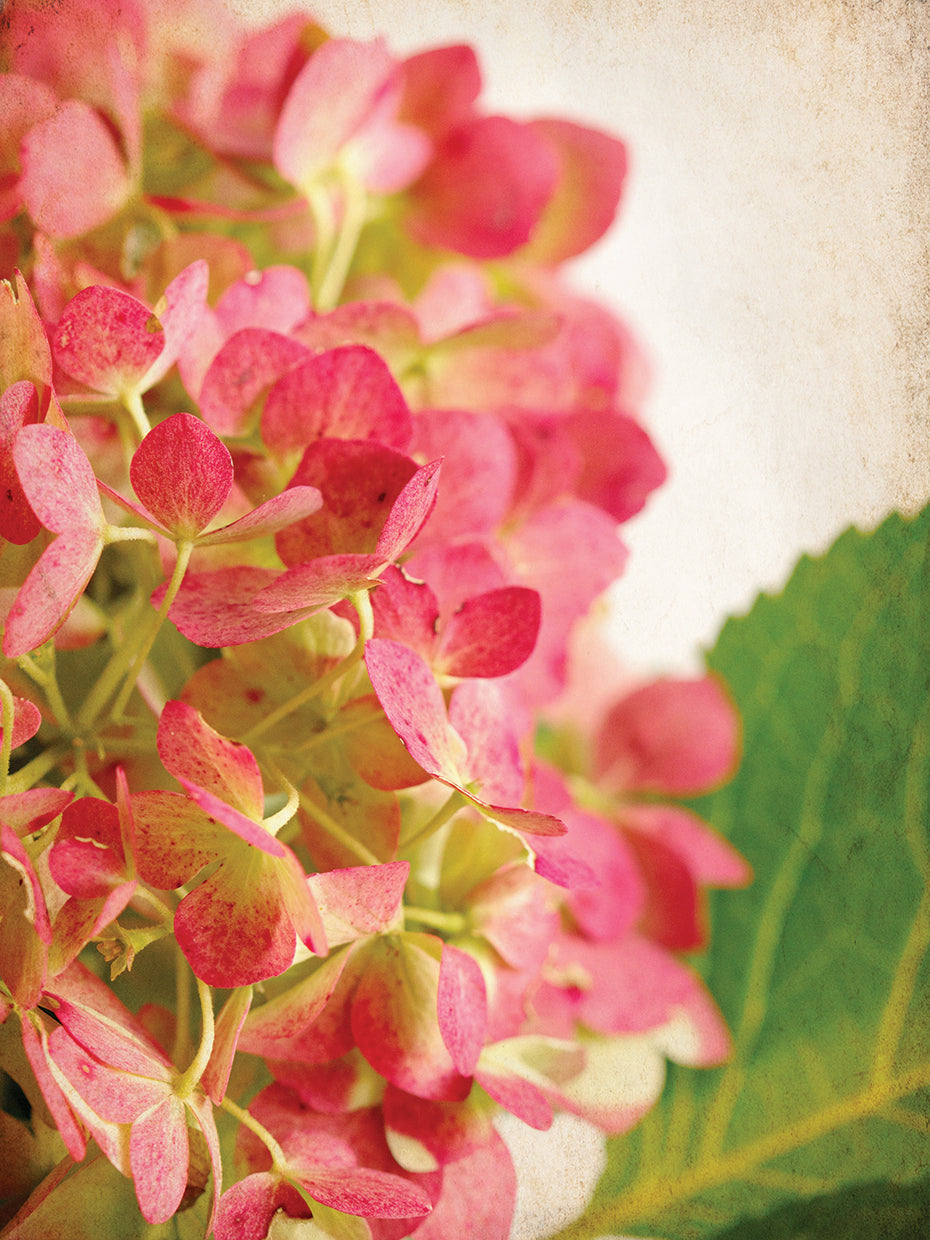 Hydrangea 5