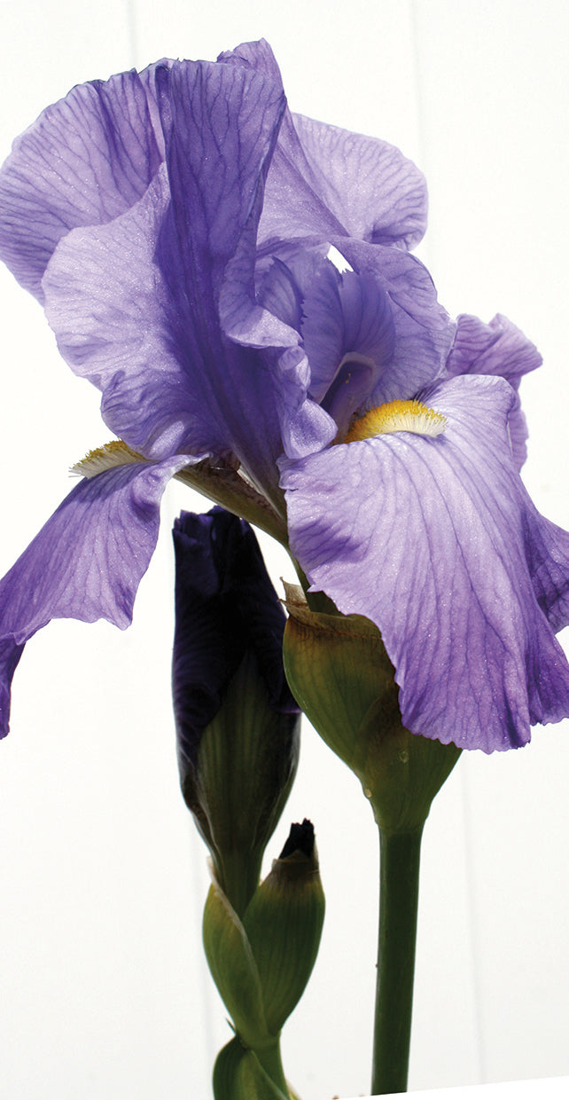 orchid-karen-williams
