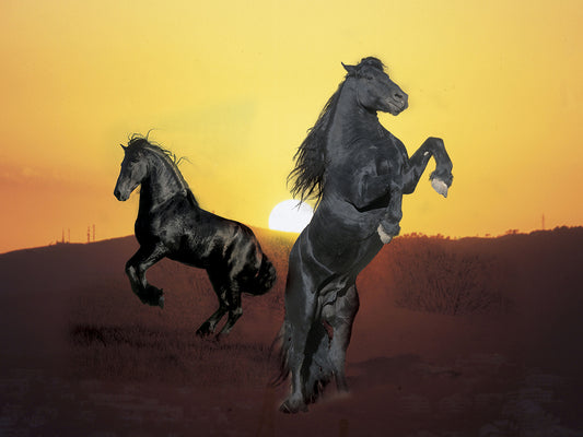 Dream Horses 024 Canvas Art