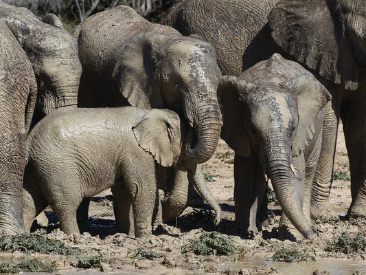 African Elephants 023