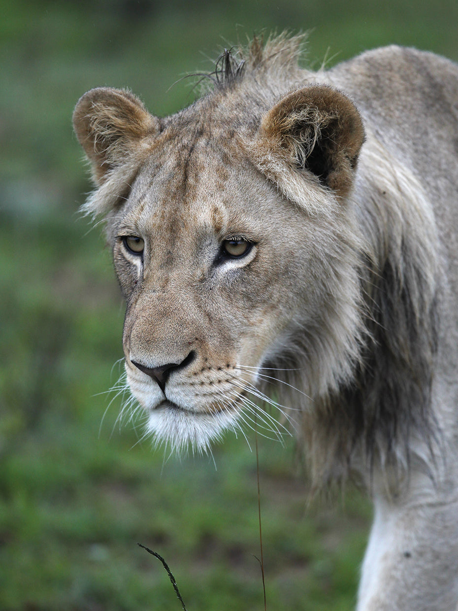 African Lions # 101