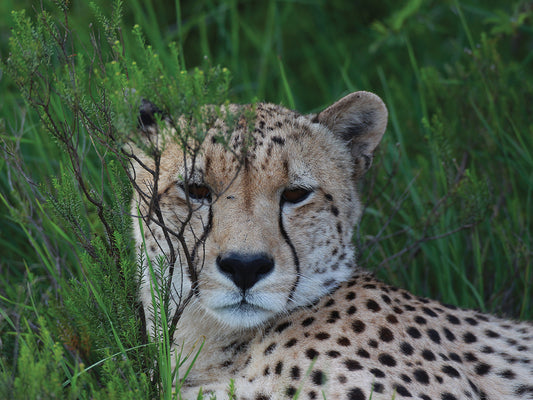 African Cheetah 002