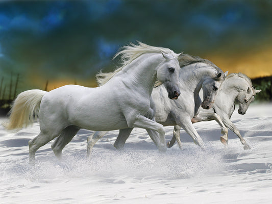 Fantasy Horses # 3 Canvas Art