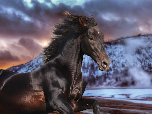 Fantasy Horses # 4 Canvas Art