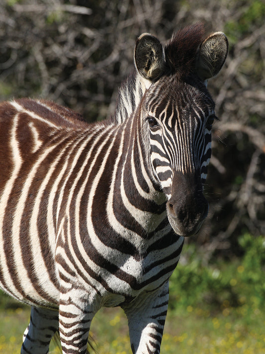 Zebra - Burchells SA