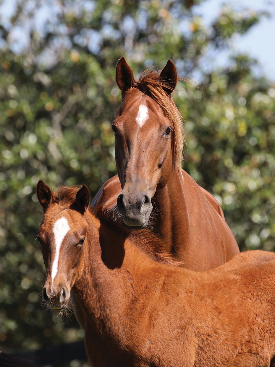 Thoroughbred Mare and Foa