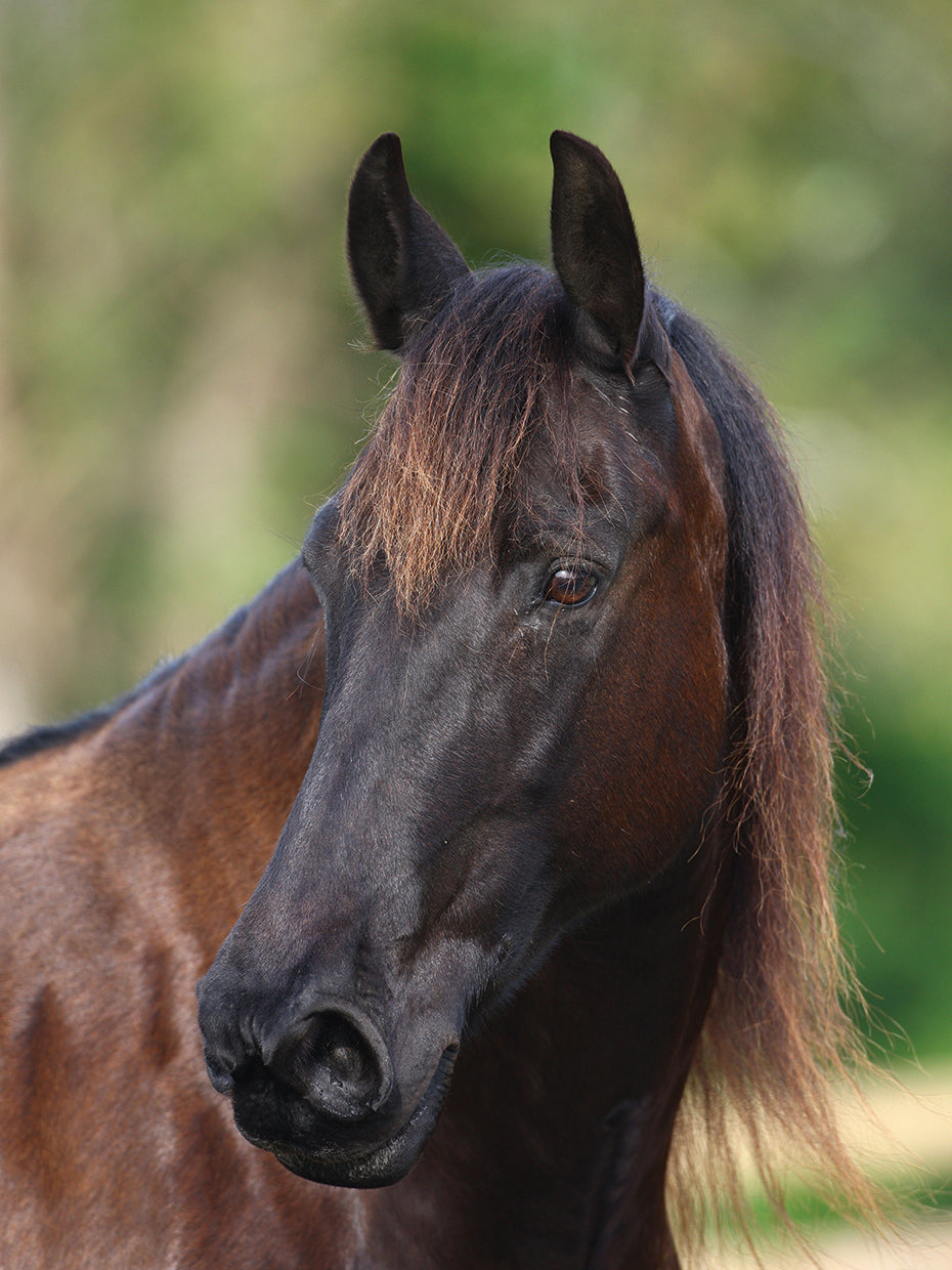 Friesian, Bluffview