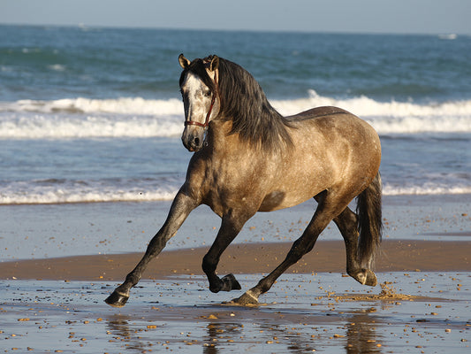 Andalucian Stallion