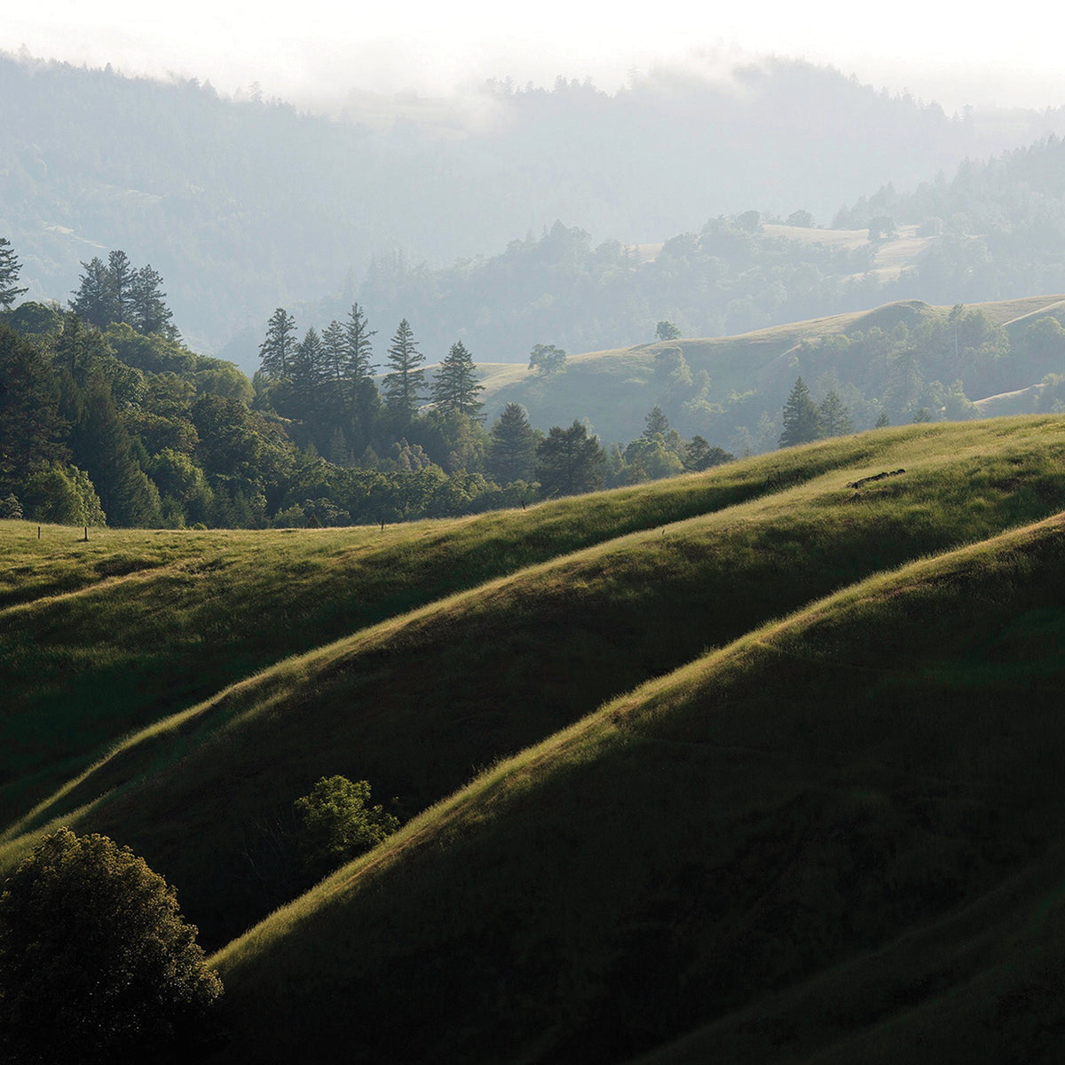 Rolling Fog and Rolling Hills