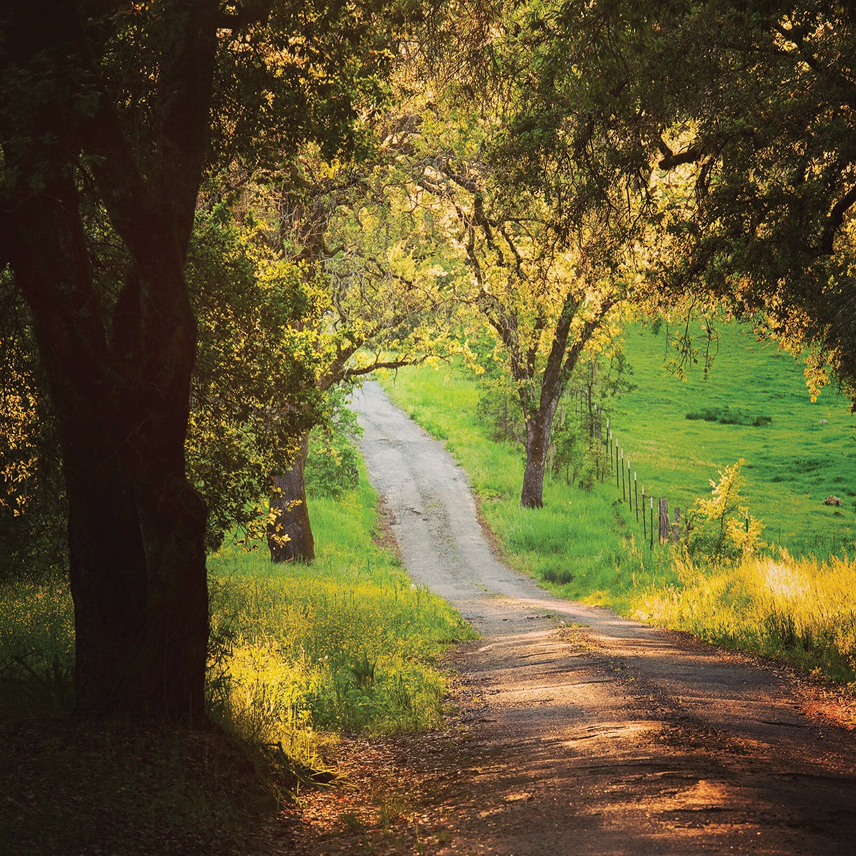 Springtime Afternoon