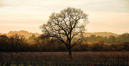 Wine Country Winter Canvas Art