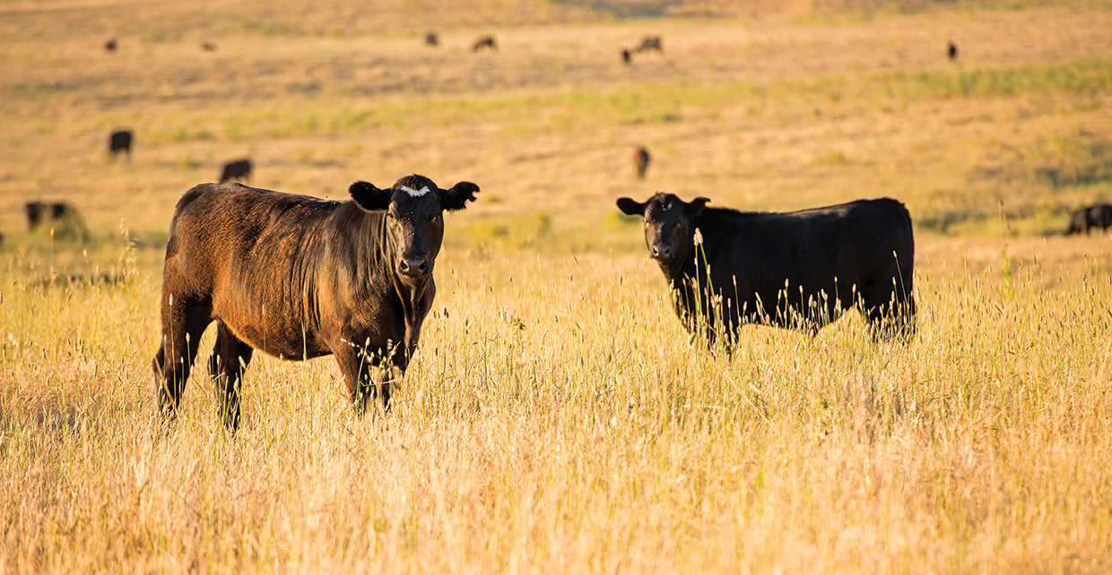 Out Standing in their Field