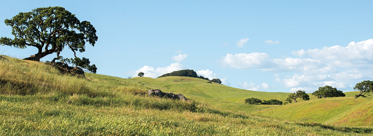 Petaluma Hills