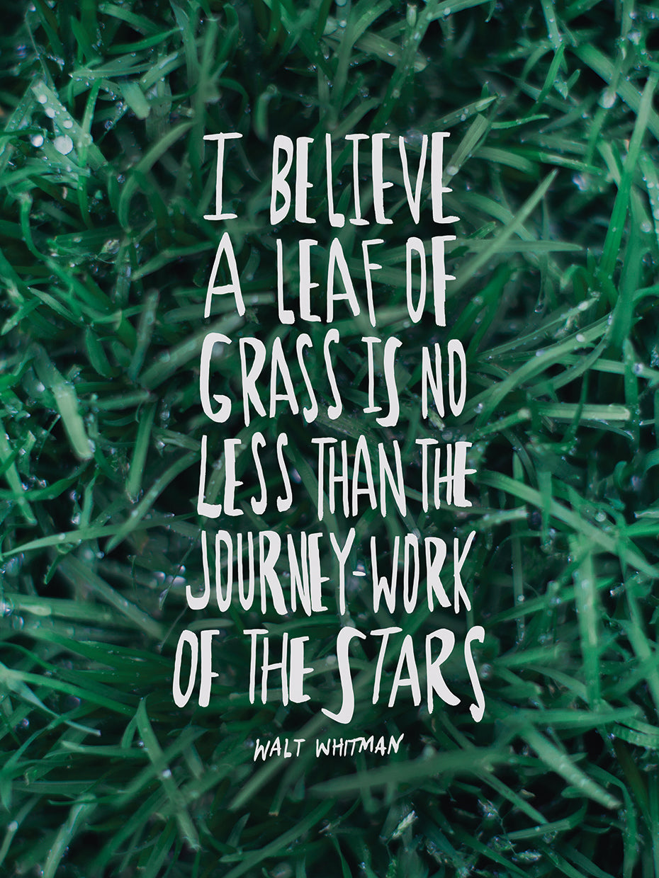 Leaf Of Grass