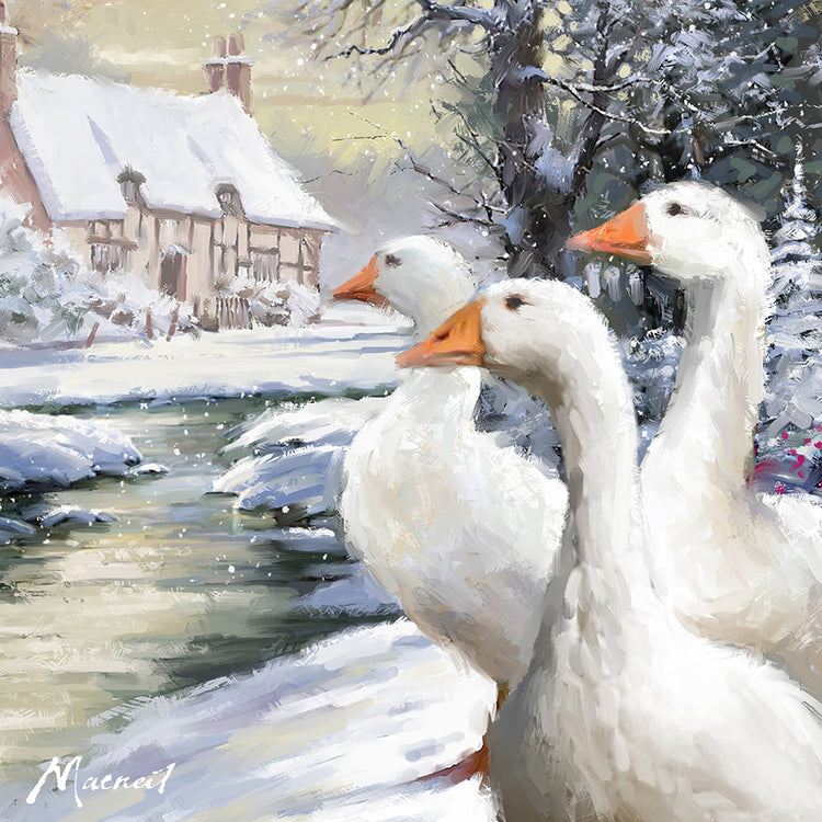 Geese By Stream