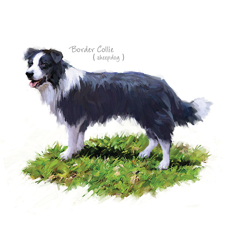 Border Collie