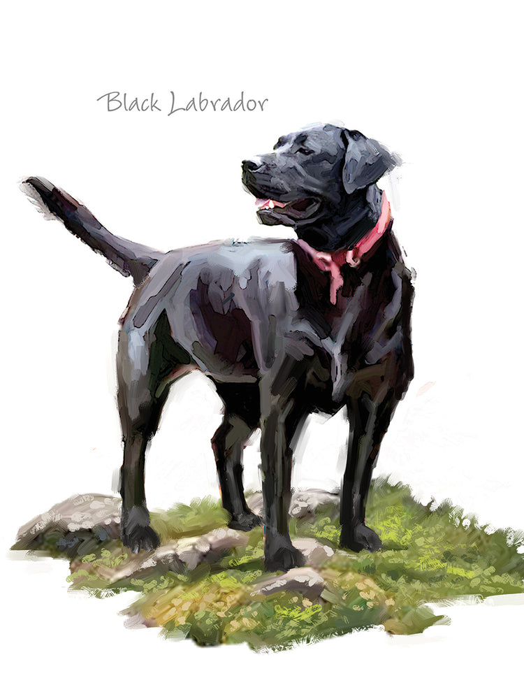 Black Labrador