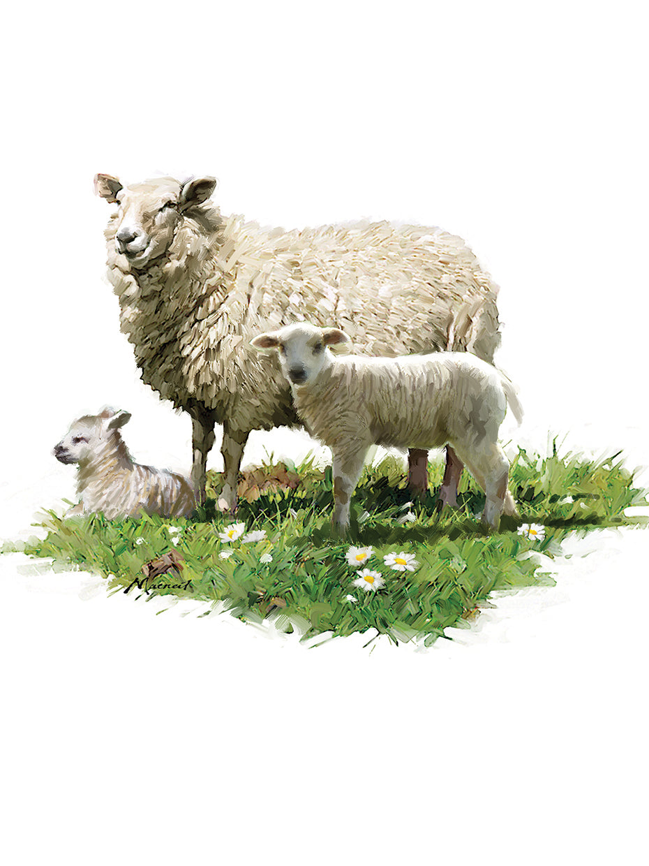 Sheep With Lambs