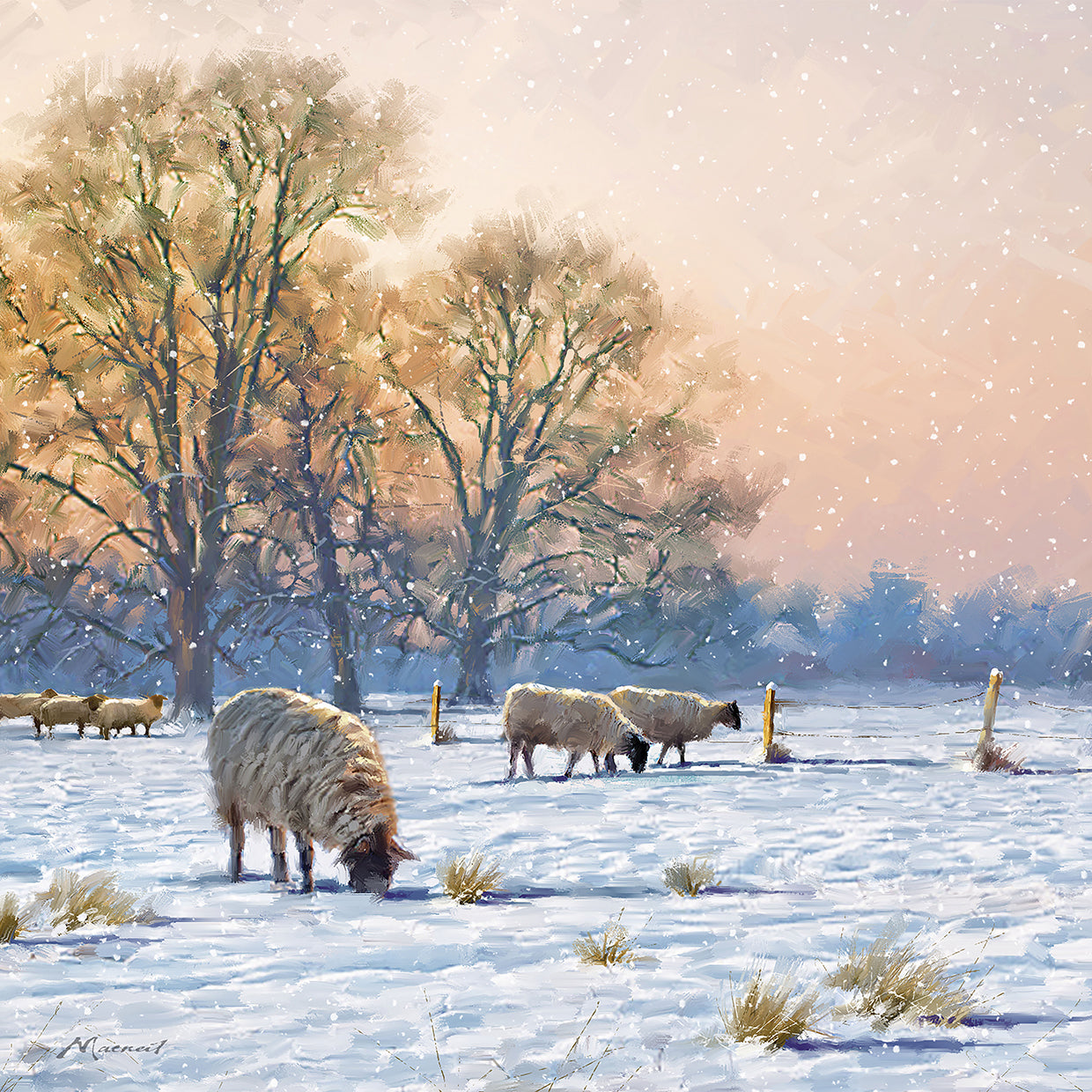 Winter Sheep
