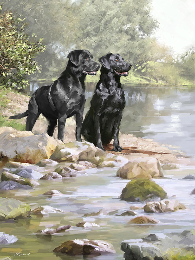 Black Labradors
