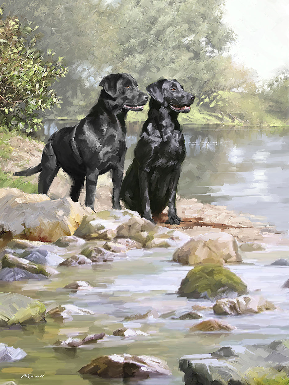 Black Labradors
