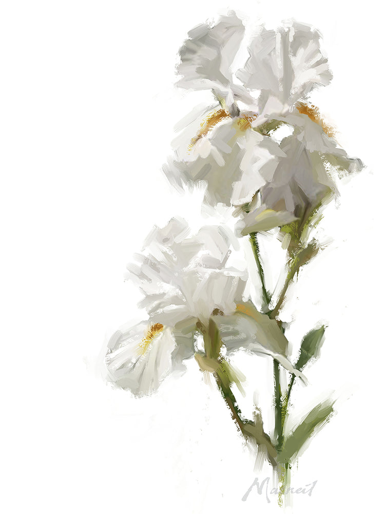 White Iris