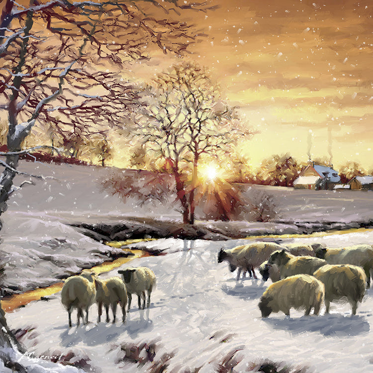 winter sheep