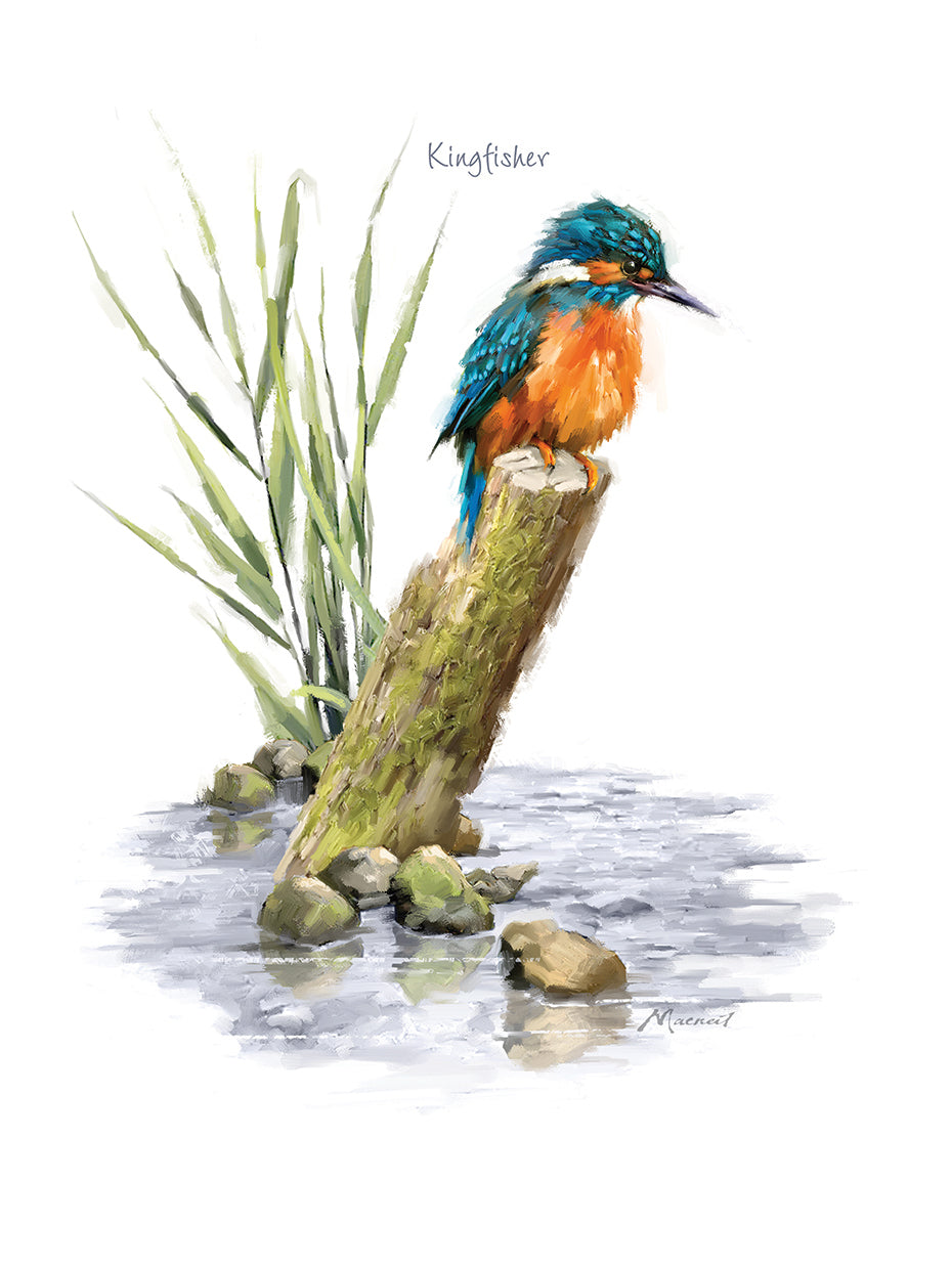 kingfisher