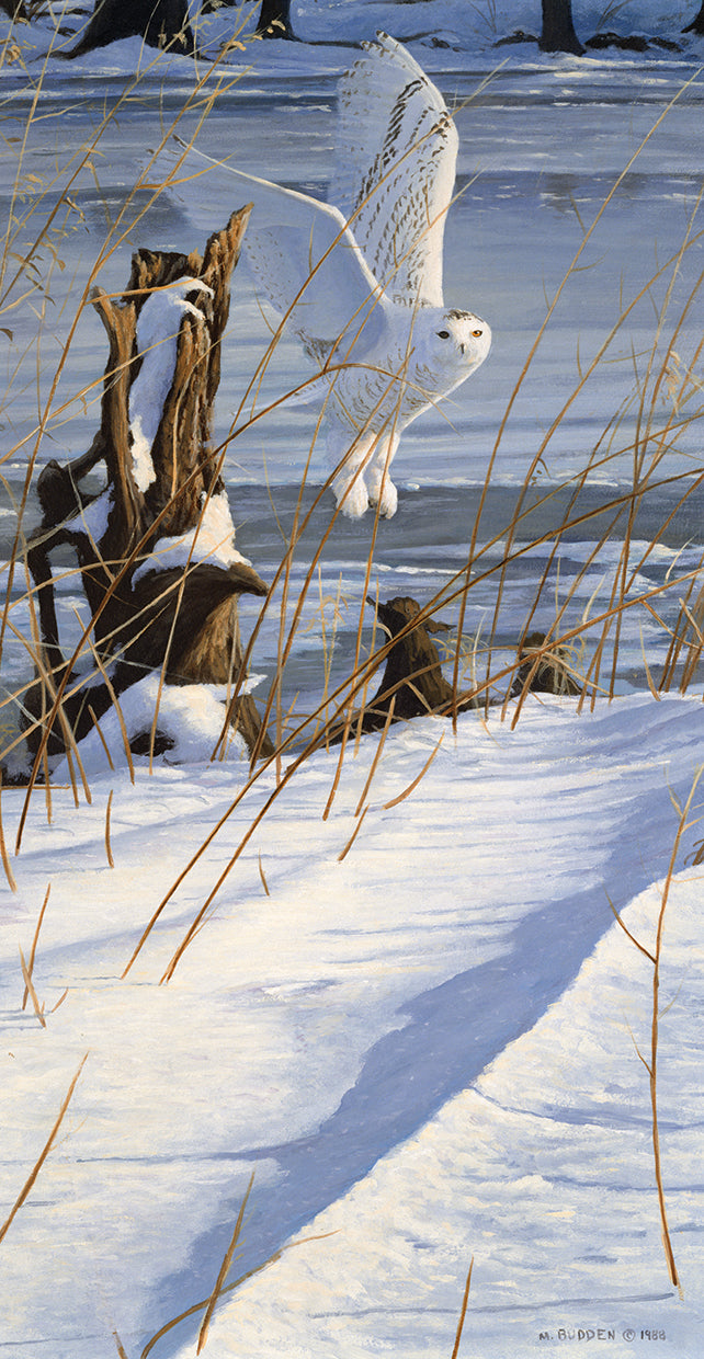 great-white-hunter-michael-budden
