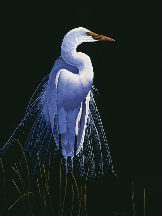 Common Egret In Breeding Plumage Canvas Art