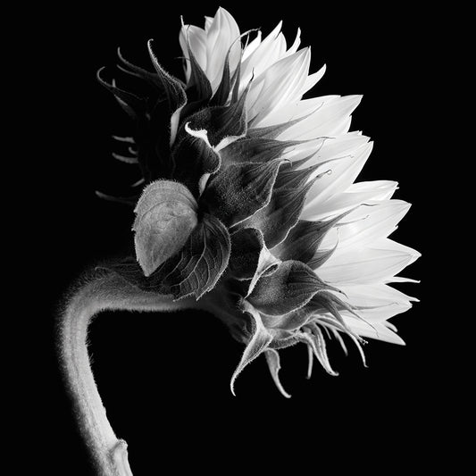 Sunflower Canvas Art