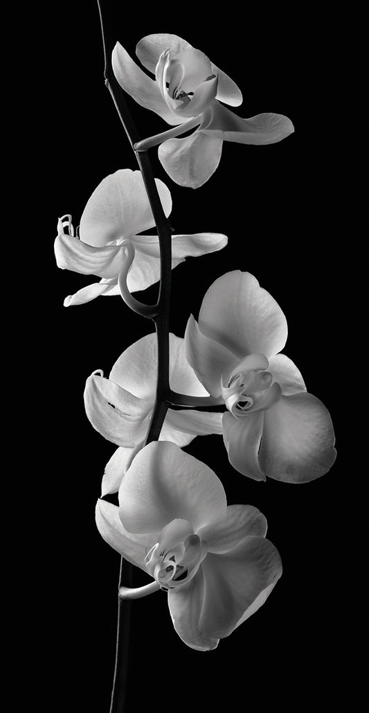 Orchids 2 Canvas Art