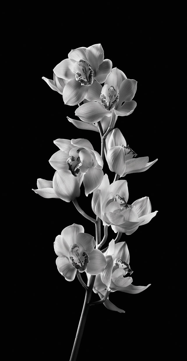 orchids-michael-harrison-2