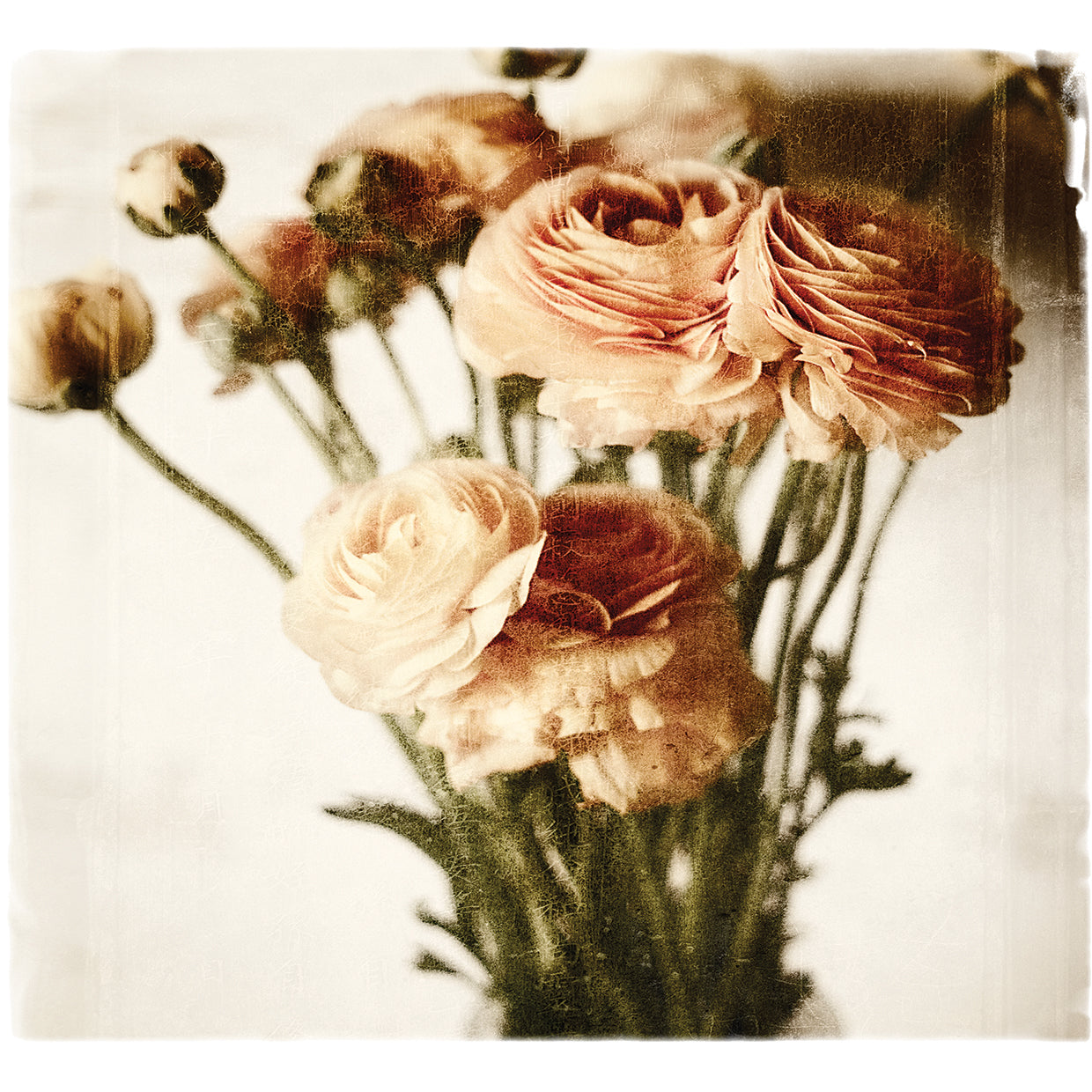 Floral Ranunculus White Soft No Darks