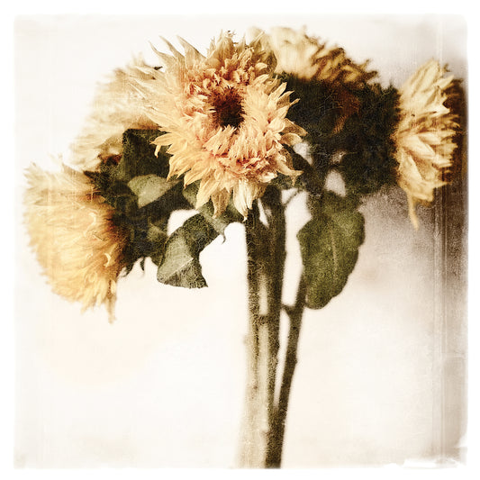 Floral Sunflowers White Soft No Darks Canvas Art