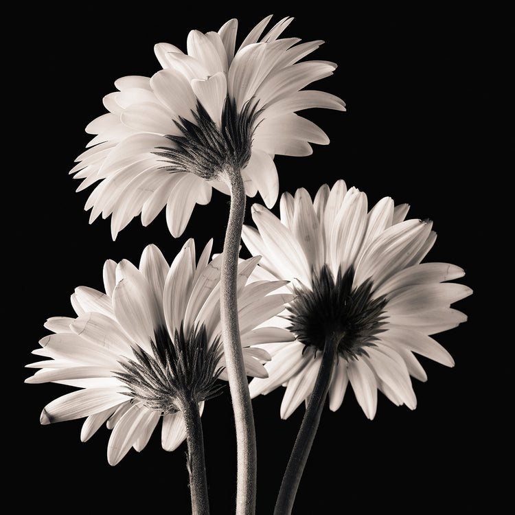 Gerber Daisies 2